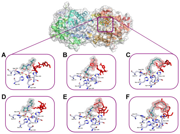 Results of computationally simulated interactions of AHLs with the active site of His6-OPH in the presence of puromycin (shown as red sticks).