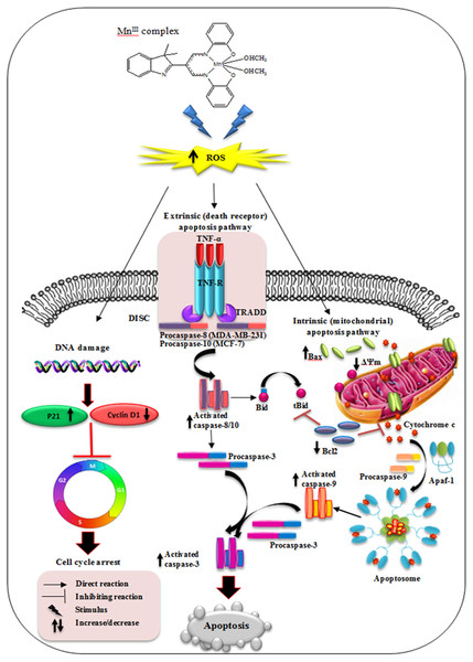Schematic diagram of mechanism of MnIII complex anti-breast cancer activity.