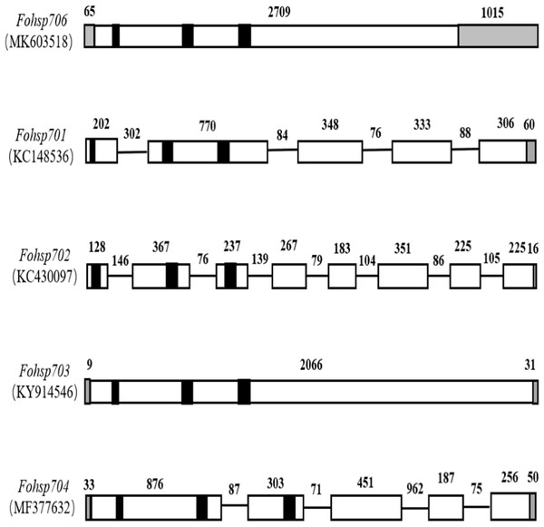 Genomic forms of Fohsp70s in F. occidentalis.