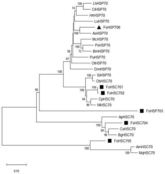 Phylogenetic tree of HSP70s from multiple insects based on the maximum likelihood method.