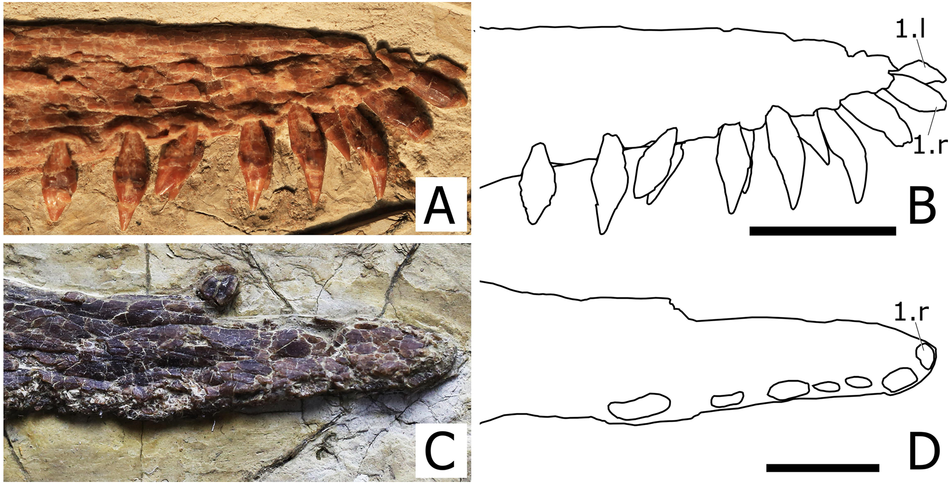 A new ctenochasmatid (Pterosauria, Pterodactyloidea) from the late Jurassic  of Uruguay - ScienceDirect