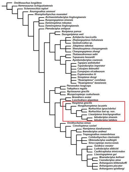 Nurhachius luei sp. nov. phylogenetic relationships.