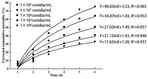 Cumulative corrected mortality of the 3rd-instar B. tabaci nymphs following exposure to different concentrations of L. lecanii JMC-01.