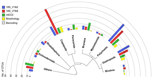Overview phylogram of meroplankton diversity detected across all methods.