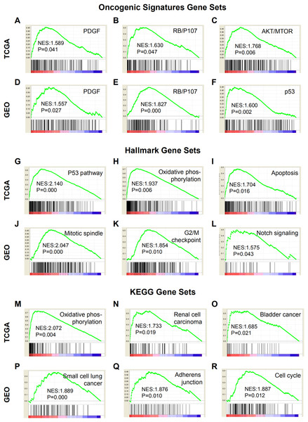 GSEA results based on patient risk scores calculated by the prediction models in TCGA and GEO.