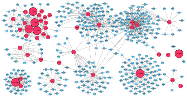 Co-expression network of collagen family genes.