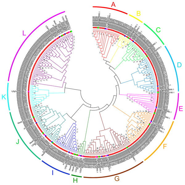 Phylogenetic analysis and subgroup classifications of 265 MsMYB proteins and 45 MYB proteins from Arabidopsis thaliana, Lotus japonicus and Medicago truncatula.