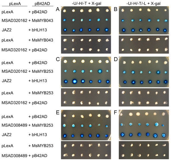 Validation of the predicted interacting proteins by the yeast two-hybrid system.
