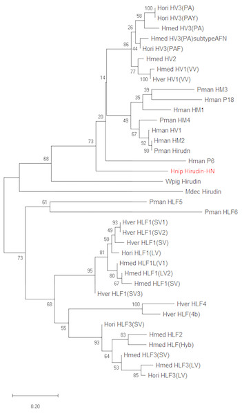 A tree of the mature hirudin-HN amino acid sequences.