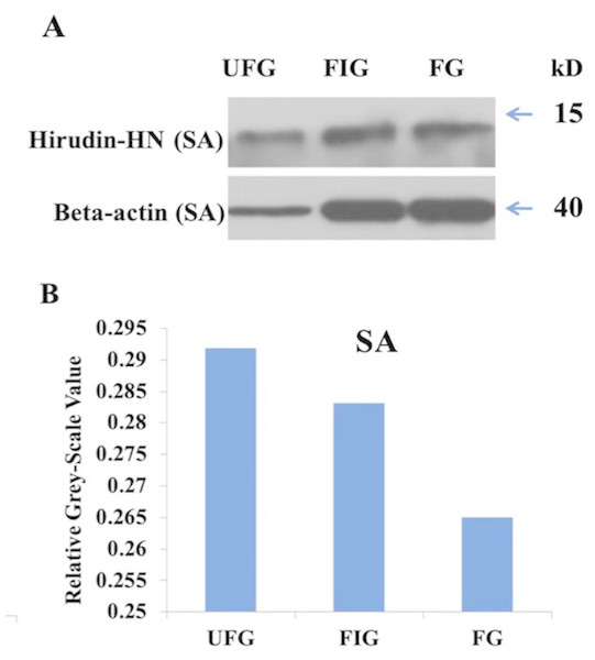 Expression of hirudin-HN detected by western blotting.