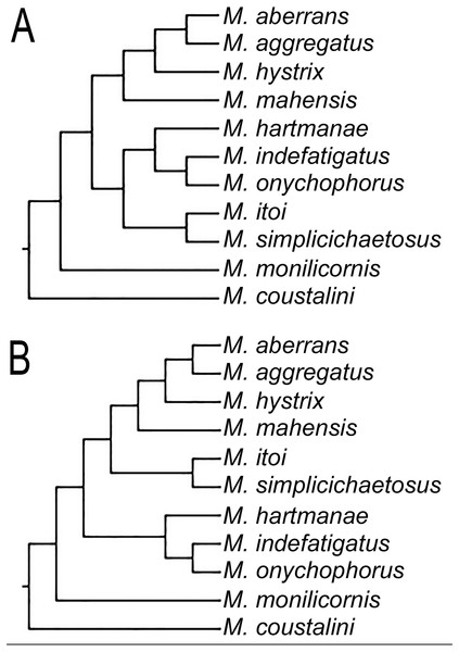 Different topologies found on the three MPTs for clade including some Microphthalmus species.