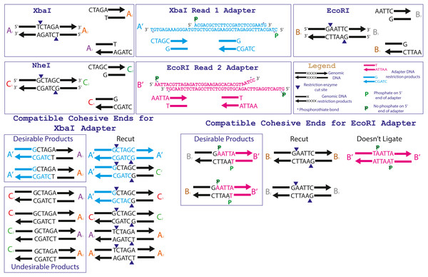 Specific adapter sequences and products created during the ligation of 3RAD libraries.