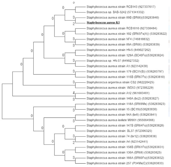 Phylogenetic tree of Staphylococcus aureus strain K1 isolated from industrial effluents based on their 16S rRNA gene sequences.