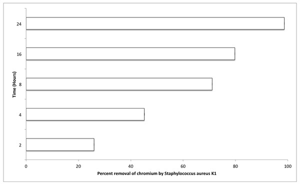 Effect of contact time (hours) on chromium removal capacity of Staphylococcus aureus K1.