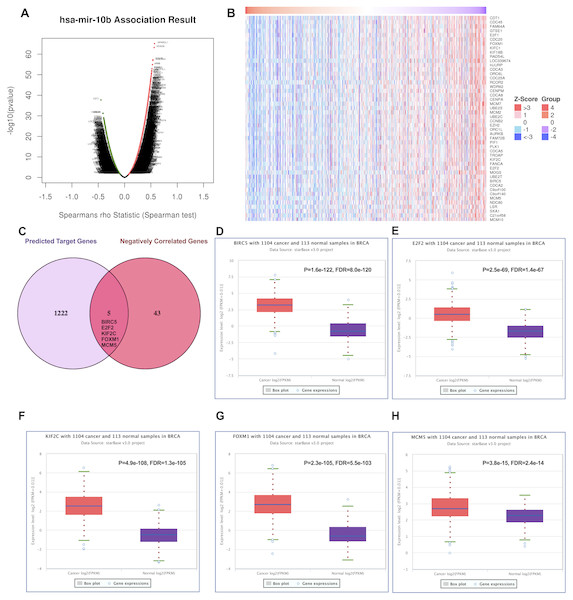 Predicting the potential target genes of miR-10b-5p in breast cancer.