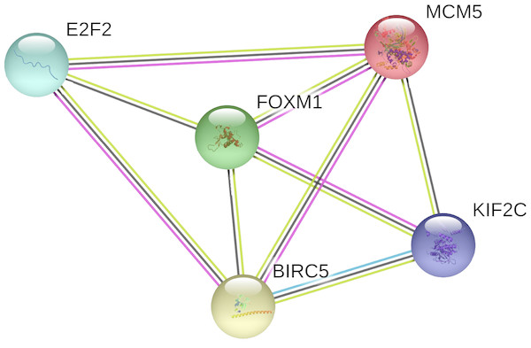 The PPI network of the target genes of miR-10b-5p in breast cancer.