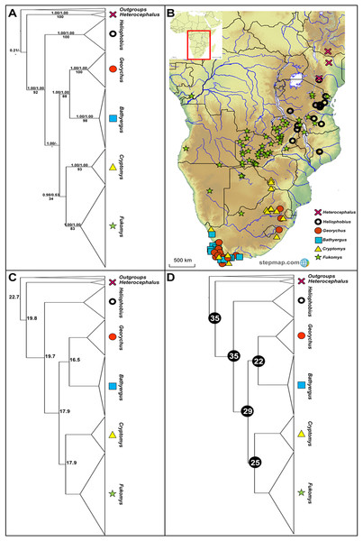 Phylogeny, geographic distributions, sequence divergences and divergence dates of the six bathyergid genera.