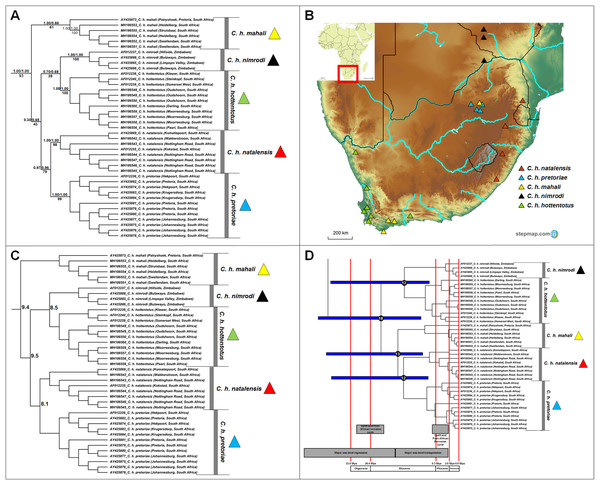 Phylogeny, geographic distributions, sequence divergences and divergence dates of species within the genus Cryptomys.