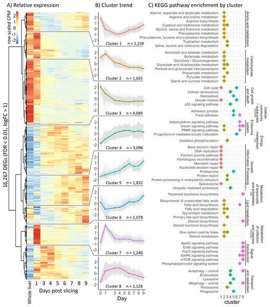 Global gene expression patterns over time.