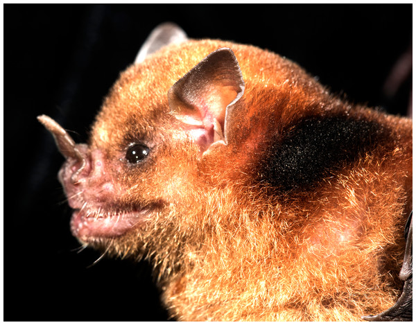 Sturnira parvidens adult male showing dark staining of fur surrounding the shoulder gland (Photo credit: Brock Fenton).