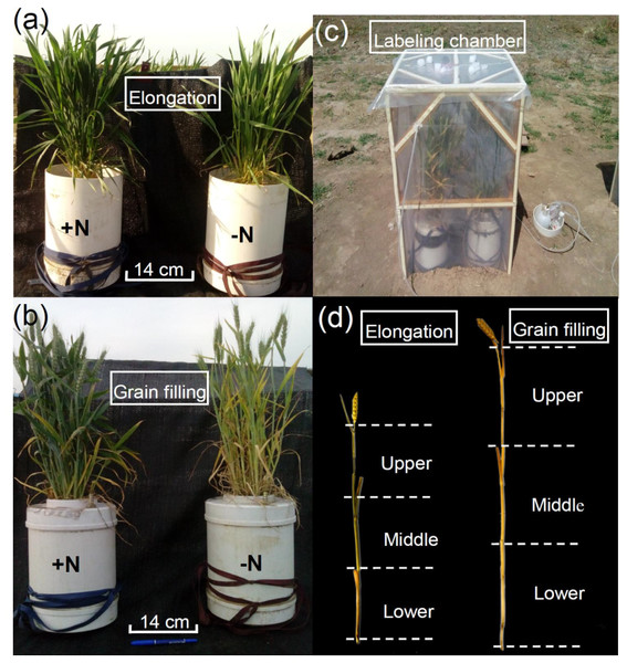 Winter wheat growth 168 days after sowing (elongation stage) (A) and 205 days after sowing (grain filling stage) (B). Field labeling chamber for winter wheat (C). Schematic diagram of the three sampled portions of the shoots (D).