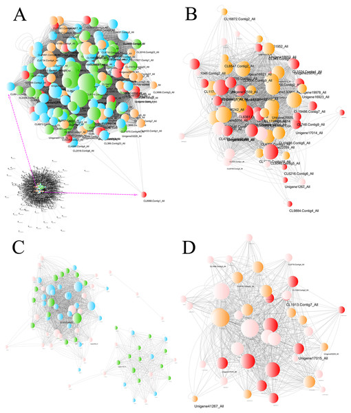 Network of unigenes in modules highly connected to sample groups.