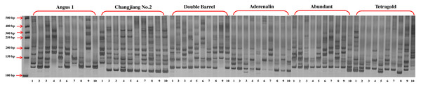 The gel electrophoresis picture of primer LMgSSR00-04A for PCR amplification among 10 bulks for six annual ryegrass cultivars.