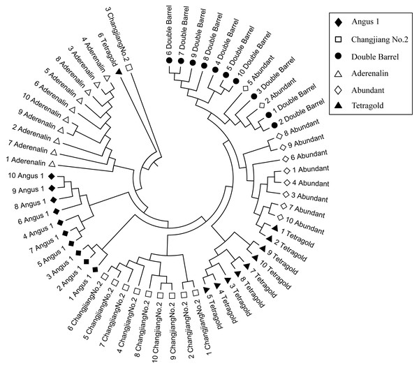 The Unweighted Pair Group Method with Arithmetic Mean (UPGMA) dendrogram of each bulks for six annual ryegrass cultivars based on GS data.