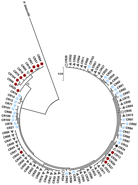 Maximum likelihood tree for Texas horned lizard, Phrynosoma cornutum, mitochondrial control region (353 bp) haplotypes (n = 542 individuals) rooted with Phrynosoma blainvillii.