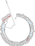 Population genetic structure of Texas horned lizards: implications for ...