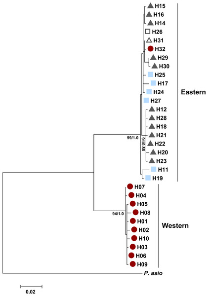 Maximum likelihood tree for the Texas horned lizard, Phrynosoma cornutum, (n = 49 individuals) based on 778 bp of the mitochondrial NADH dehydrogenase subunit 4 (ND4) and the tRNAs Histidine, Serine, and Leucine, rooted with Phrynosoma asio.