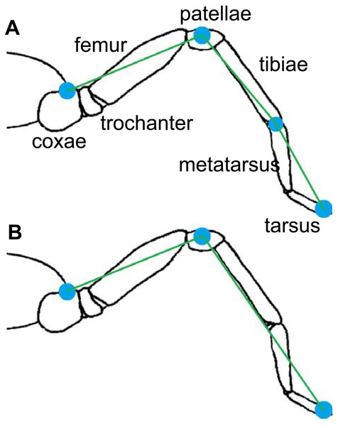 Models of rigid segments of the body of spiders.