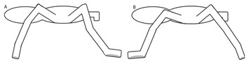 Kinematics of male Eupalaestrus weijenberghi (Araneae, Theraphosidae ...