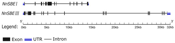 The gene structure of NnSBEI and NnSBEIII.