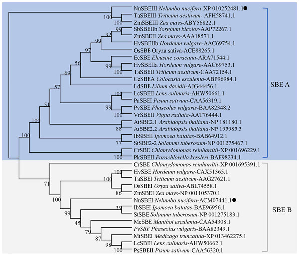 Phylogenetic analysis of the SBEs family.