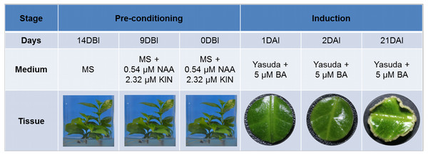 Somatic embryogenesis induction in C. canephora.