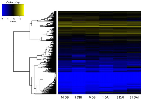 Expression profile of genes of C. canephora.