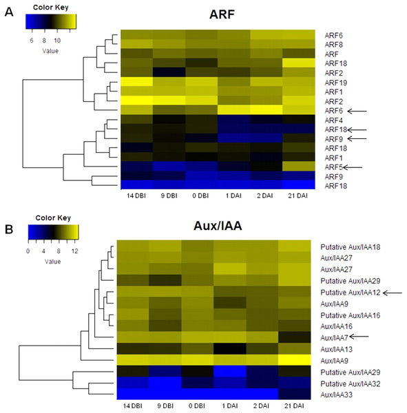 Expression profile of genes involved in IAA signaling during the different stages of the process of SE induction.