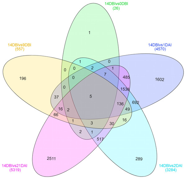 Venn diagram of differentially expressed genes between each comparison.