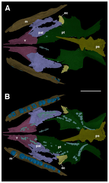 The palate of Feeserpeton oklahomensis, OMNH 73541, reconstructed from CT data.