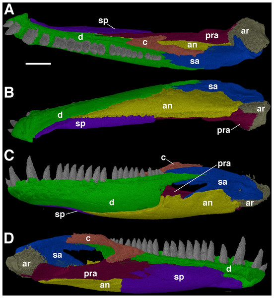 The left mandibular ramus of Feeserpeton oklahomensis, OMNH 73541, reconstructed from CT data.