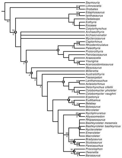 Strict consensus tree obtained from the phylogenetic analysis.