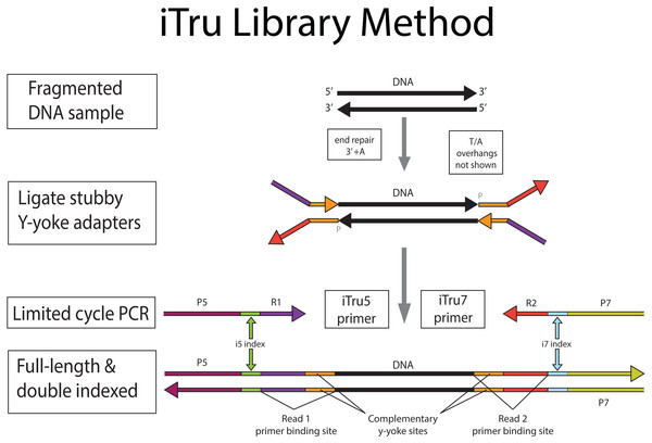 iTru library preparation method overview.