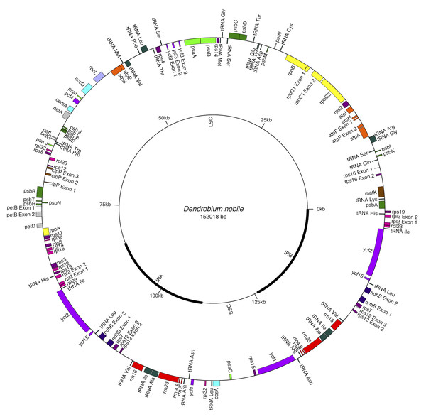 Gene map of Dendrobium nobile chloroplast genome from north-east India.