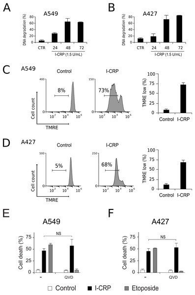 I-CRP induces DNA degradation, loss of mitochondrial membrane potential, and caspase-independent cell death in A549 and A427 cells.