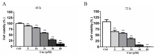 Curcumin has a cytotoxicity effect on B16 cells.