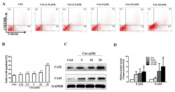 Curcumin improved GJIC function in B16 cells.