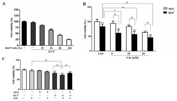 Combination of curcumin and HSV-TK/GCV treatment had a synergistic inhibitory effect on the growth of B16 cells.