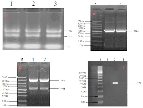 Cloning and verification of objective Gene INHα.