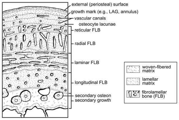 Schematic representation of the cortex of a long bone seen in cross-section.